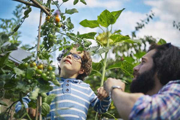Want to get children into gardening? You could start with sunflowers and a snailery