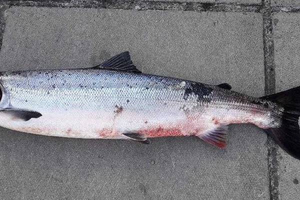 Fresh-run salmon showing signs of red skin disease in the river Deel