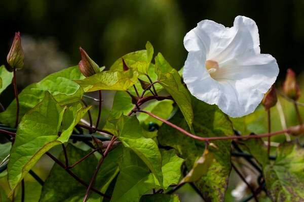 Your gardening questions answered: What do I do with bindweed?