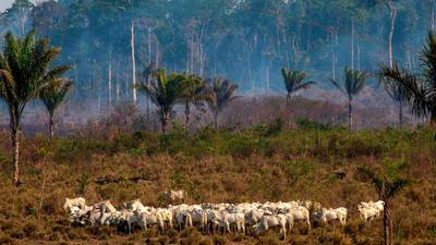 Deforestation of Amazon continues to soar under Bolsonaro