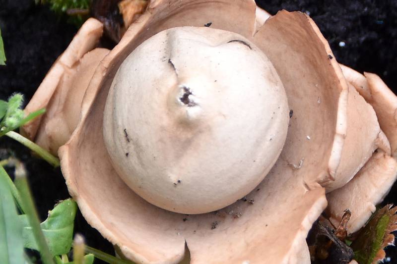 What is this mushroom-like growth that appeared in a planter pot? Readers’ nature queries 