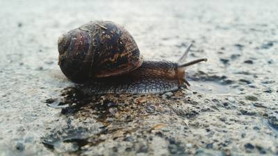 Slow hazard: Car flips after hitting snail slime on road