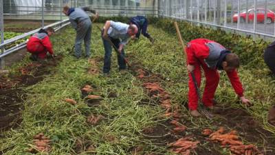 Return of the lost crops of the Incas