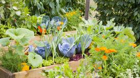 Ground rules for the vegetable patch