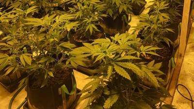 Three arrested after cannabis grow houses are discovered in Co Galway