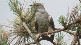 ‘Huge increase’ in cuckoos in our garden – Readers’ nature queries