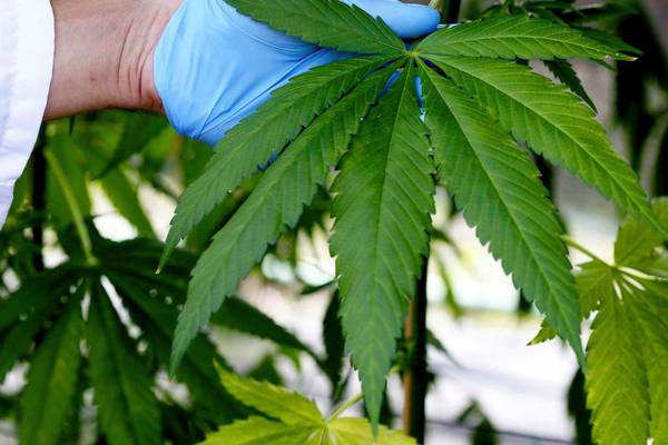 Medicinal marijuana has yet to hit expected highs