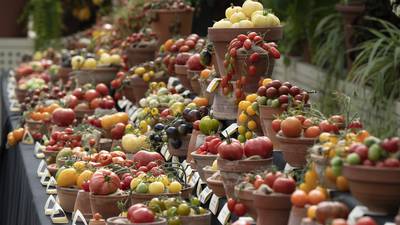 The secret to growing tremendously tasty tomatoes