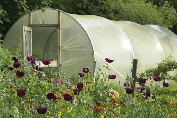 Polytunnel power: How to grow the best summer veg and fruit