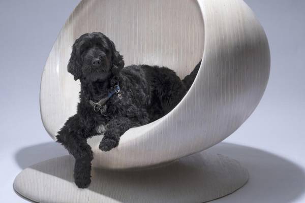 Cutting-edge barkitecture: Eight ways to make your dog feel at home