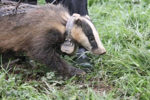 ‘Super-ranger’ badgers may hold key to limiting spread of bovine TB