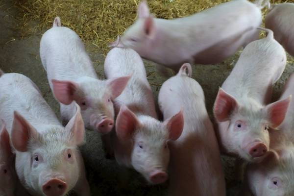 CapVest to buy UK pork group Karro for €209m