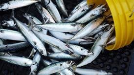 Angling notes: UCD report on mercury levels in fish offers reassurance to Irish consumers