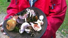 How to identify edible mushrooms