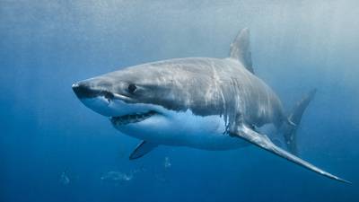 Girl and woman critical following two shark attacks in Australia
