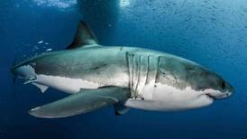 Great white shark’s DNA ‘may help save human lives’