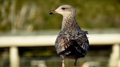 Don’t feed the herring gulls, even if they are in decline