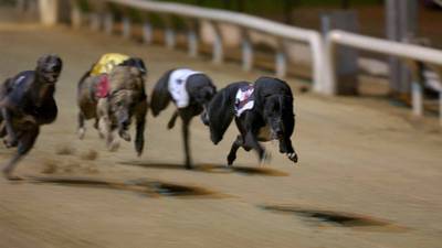 Officials to meet British counterparts over onward export of greyhounds