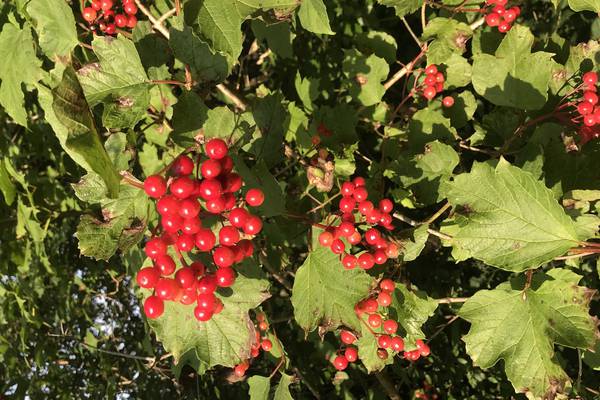 Eye on nature: Can you eat these red berries?