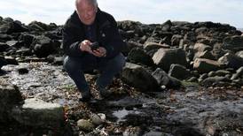 Ancient oak structure from  Connemara coast excavated and taken into State care