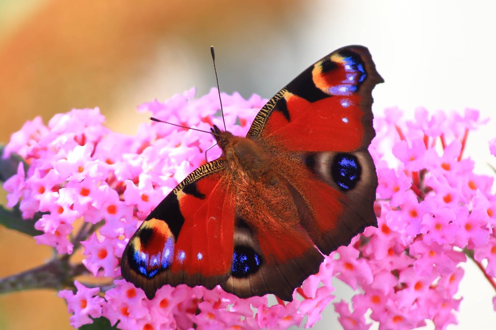 Peacock butterfly, Dublin. Photograph: Getty Images