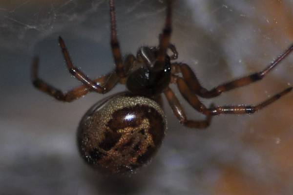 False widow spiders in Ireland more venomous than first believed