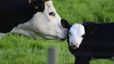 Biomethane industry could cut Irish emissions by four million tonnes per year 