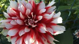 Ten great dahlias to grow this year