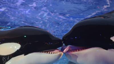 SeaWorld to settle charges over hiding impact of ‘Blackfish’ film