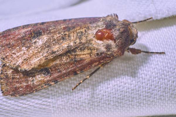 Clothes under attack? The Gaff Goddess has step-by-step advice for tackling moths