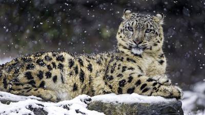 Snow leopard conservation project brings animal back from the brink