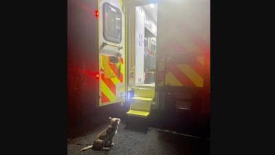 Dog praised after helping emergency services find his owner