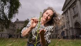 Rare Irish orchid discovered in Trinity College after lawn mowing is halted