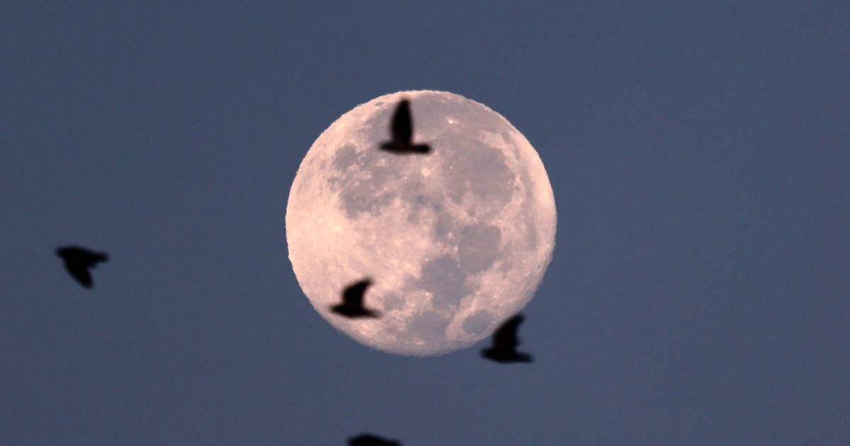 La dernière super lune de 2023 est la Harvest Moon de cette année, visible vendredi – The Irish Times