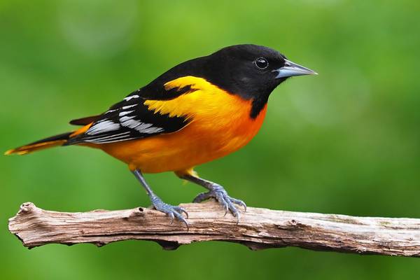 Number of birds in North America declines by 3 billion