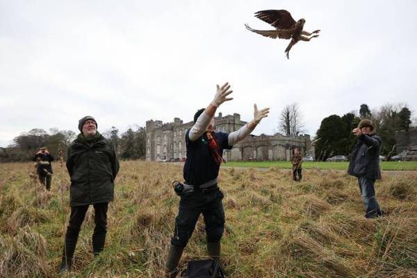 Endangered red-listed bird flies home in rewilding project