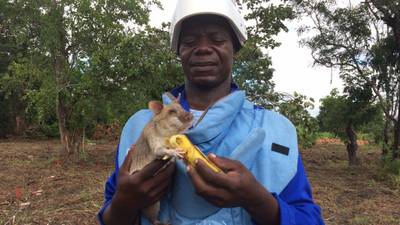 Why Mozambique’s rats are man’s best friend