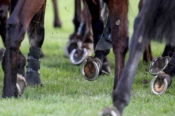 Australian vet undertaking audit of Irish racing’s anti-doping procedures