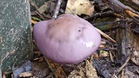Eye on Nature: What are these strange mauve-coloured mushrooms growing on my shed?