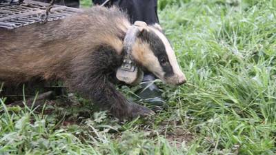 ‘Super-ranger’ badgers may hold key to limiting spread of bovine TB