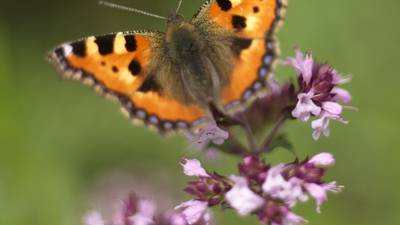 Bring back butterflies . . .  and other lesser-spotted garden creatures
