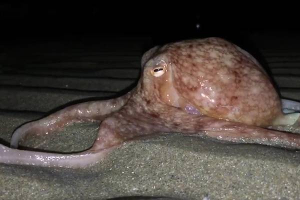 Mystery of octopuses found walking on Welsh beach