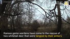 Warden separates tangled stags with a single gunshot