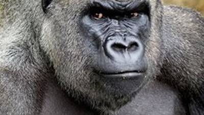 Death of ‘beautiful’ Harry the gorilla triggers outpouring of grief