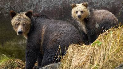 A lot to bear in mind when changing the laws on grizzlies