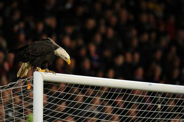 Charlton fan guilty of throwing punch at Palace mascot Kayla . . . the eagle