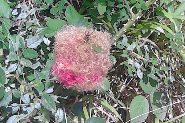 What is this candyfloss by the Royal Canal? Readers’ nature queries