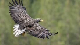 White-tailed sea eagle found dead as a result of avian flu