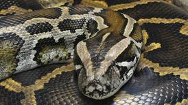 Illegally traded python skins feed hunger for designer bags and shoes