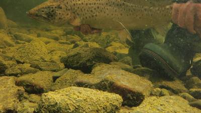 Angling Notes: Study finds little-known information about ferox trout